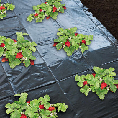 Nature Mantillo para fresas 1,4x20 m 6030231